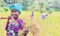 2024-Sierra-Leone-JenebaHakawa-Farming-1024×478 2024-Sierra-Leone-JenebaHakawa-Farming-1024x478