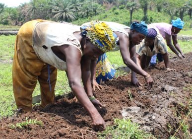 sierraleoneagri sierraleoneagri